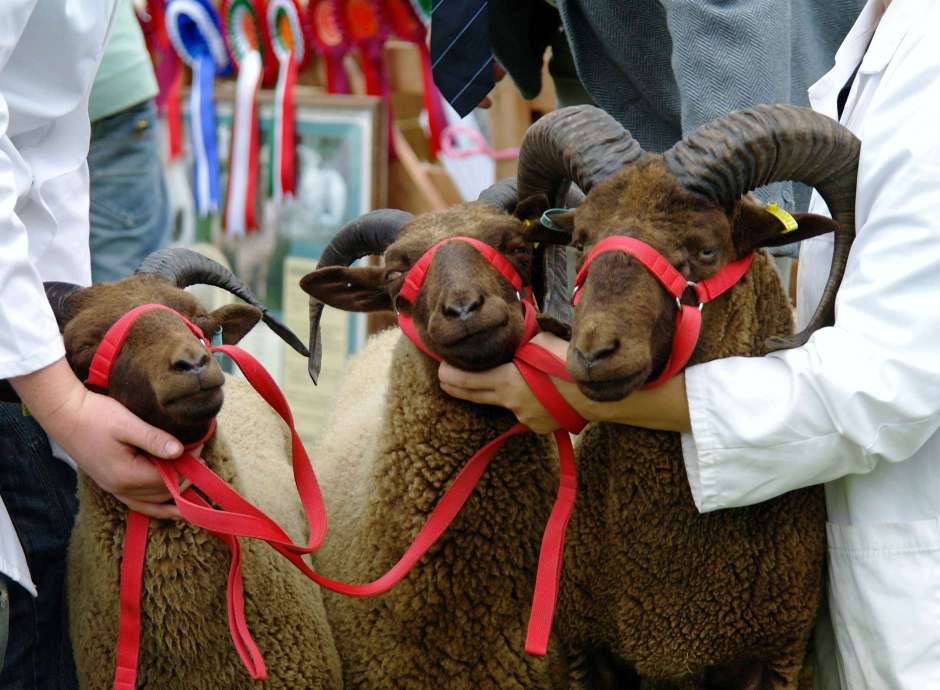 Sheep at Devon County Show