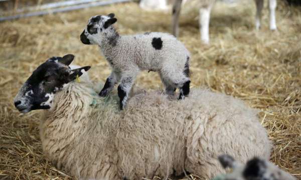 lamb sitting on sheep's back