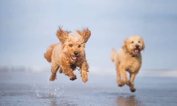 Dogs on Beach Day