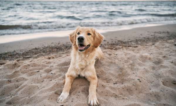 Golden Retriever at Beach