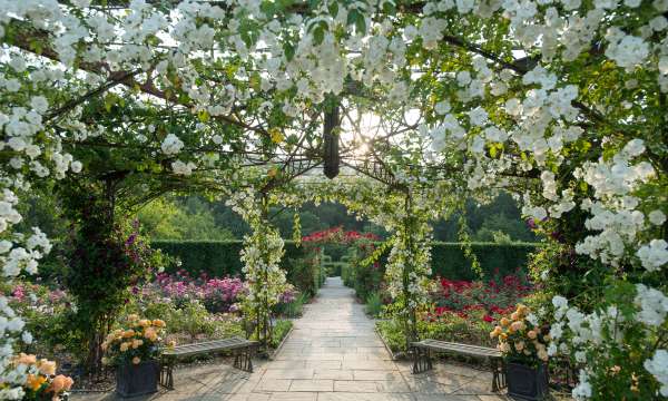 White Rose arch at RHS Rosemoor