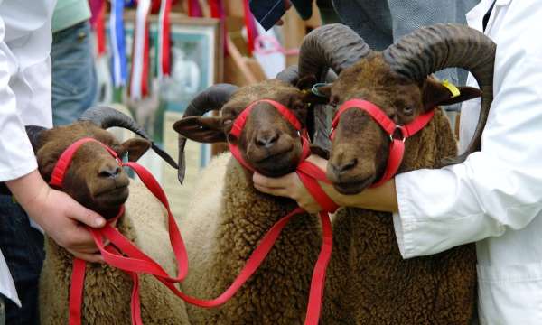 Sheep at Devon County Show