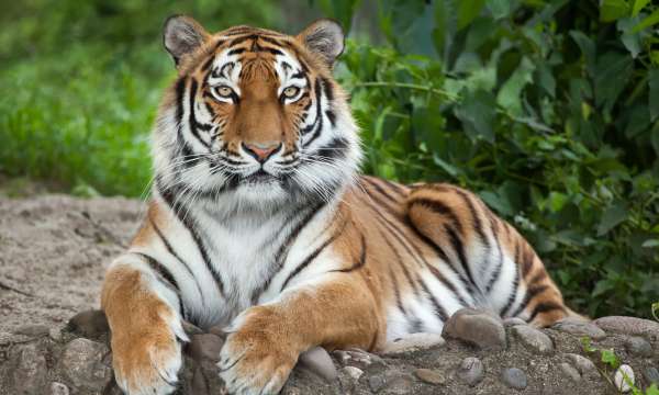 Dartmoor Zoo