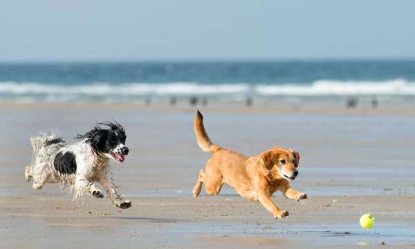 Two dogs playing with a ball on the beach in Westward Ho!