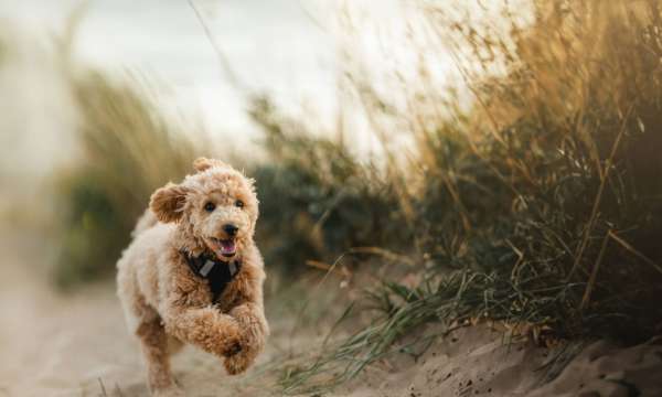 Brown poodle puppy running on the beach