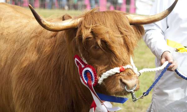 Cow at an agricultural show in Devon