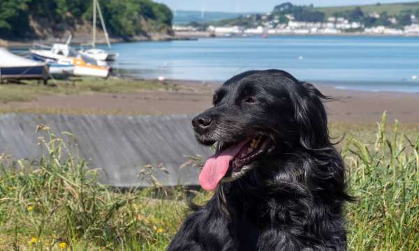 Black Cocker Spaniel walking the Tarka Trail near Bideford