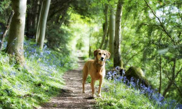 Dog standing in woodlands in spring time