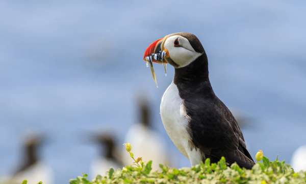 A puffin nesting on Lundy Island off the coast of North Devon