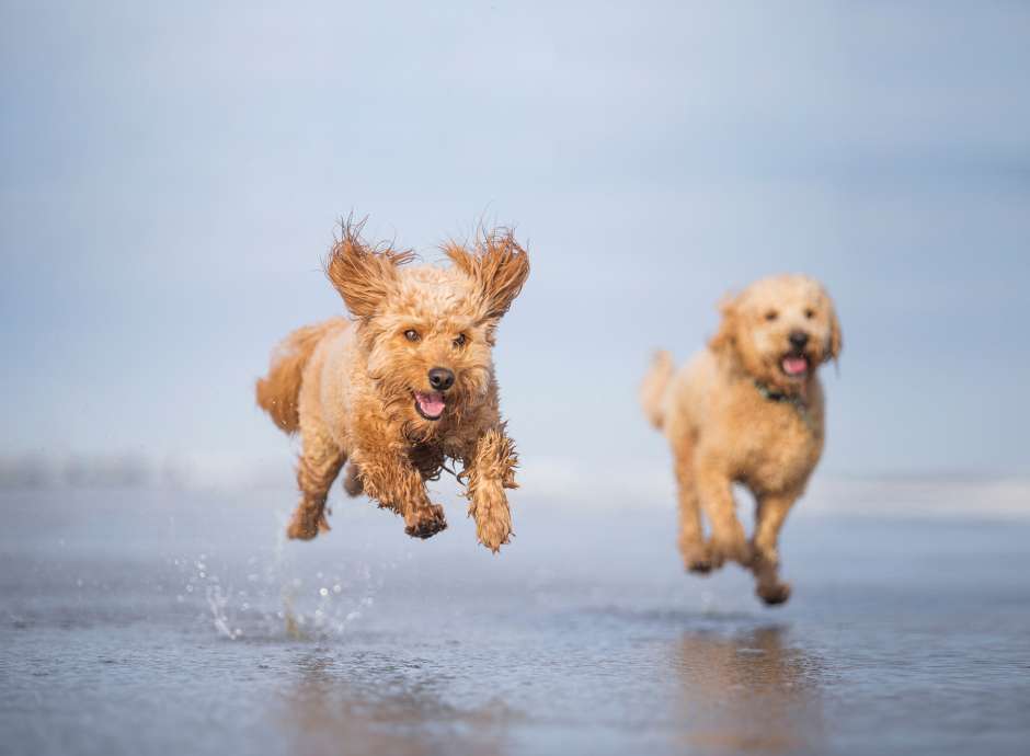 Dogs on Beach Day