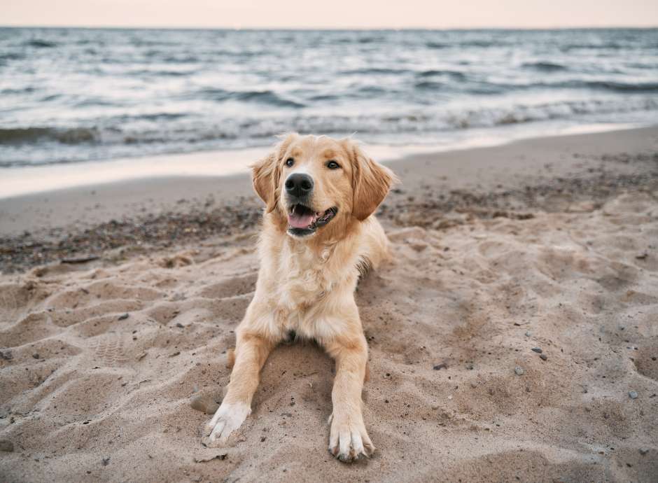 Golden Retriever at Beach