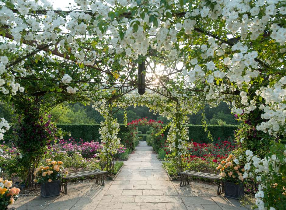 White Rose arch at RHS Rosemoor