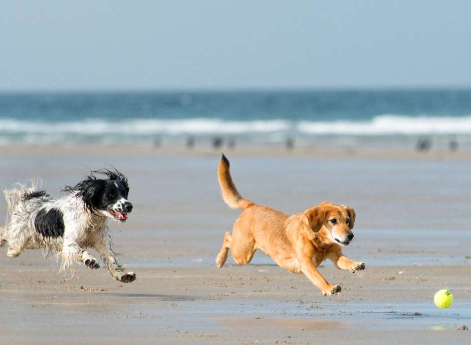 Two dogs playing with a ball on the beach in Westward Ho!