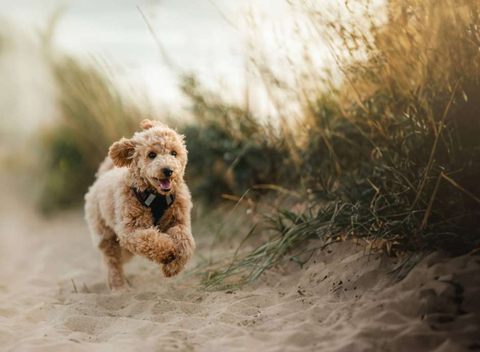 Brown poodle puppy running on the beach
